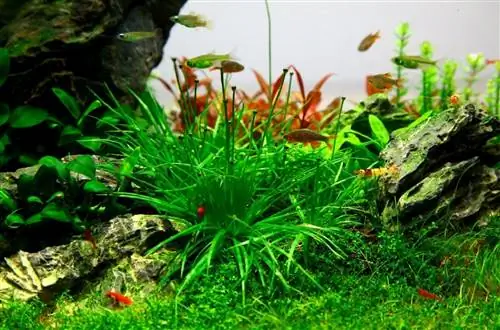 Eriocaulon cinereum, растение, которое можно выращивать в аквариумах.