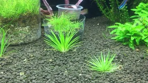 растение в форме морского ежа