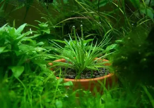 Eriocaulon cinereum: характеристики и детали