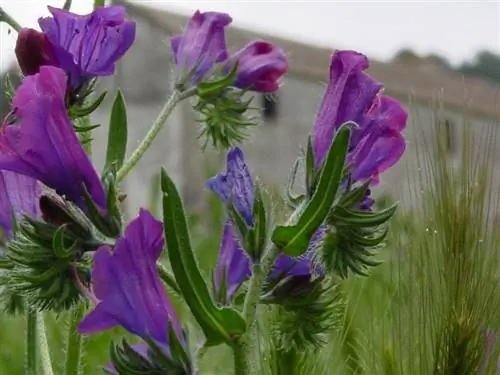 Echium Plantagineum обладает лечебными свойствами