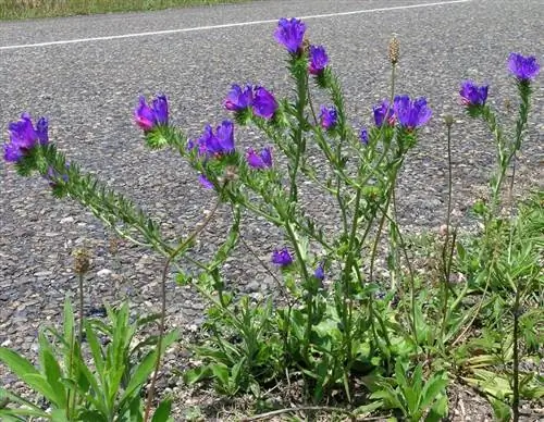 Использование, которое можно дать Echium Plantagineum