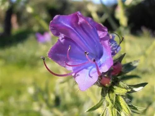 Echium plantagineum: характеристика, уход и вредители