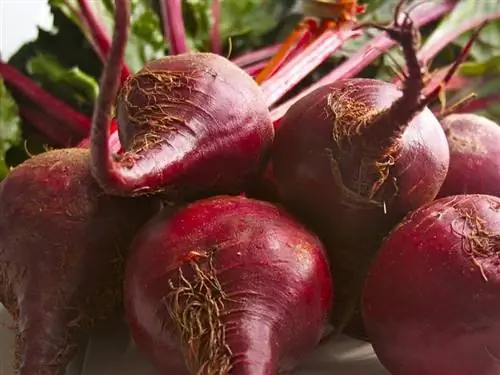 Основные характеристики свеклы