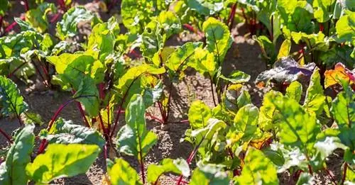 Необходимый уход за свеклой