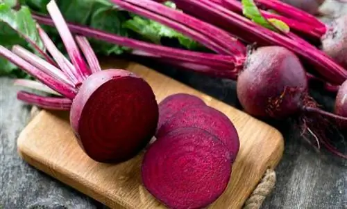 Свекла: характеристика, выращивание и свойства