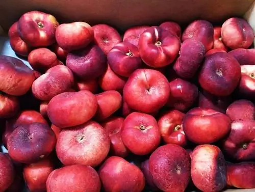 Происхождение платина