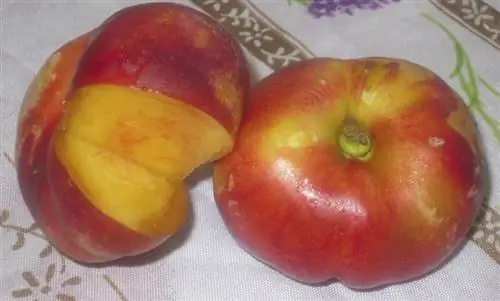 платерина характеристики