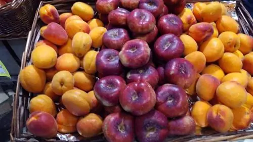 сорта платерины