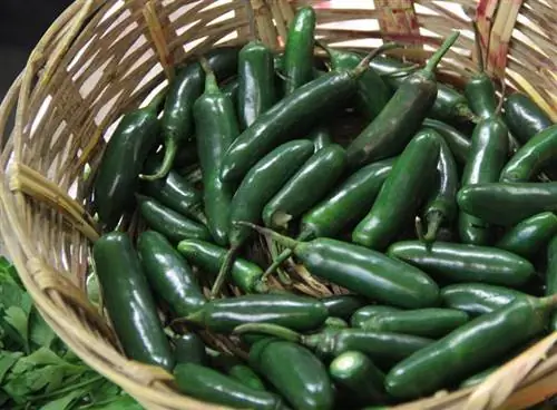 Коллекция чили Cuaresmeño