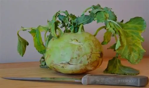 характеристики сельдерея