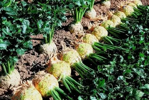 выращивание сельдерея