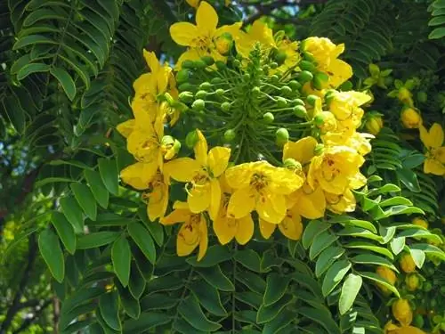 цветы кассии узколистной