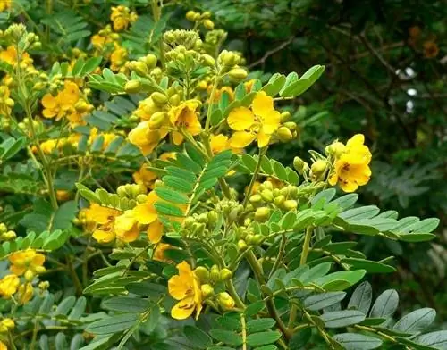 Cassia angustifolia: характеристики, использование и лечебные свойства