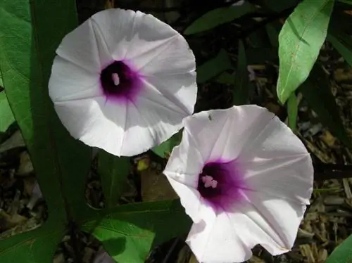 flowers_ipomoea_батат