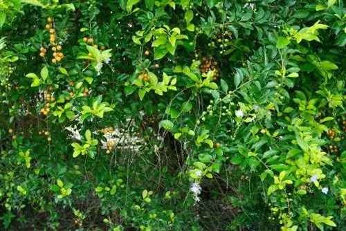 Дюранта ползучая растение