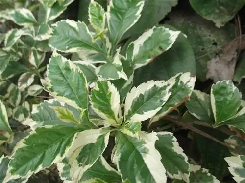 Duranta repens f. пестрый