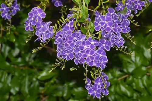 Duranta repens, кустарник с красивыми цветами