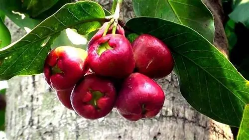 водяное яблоко фрукты