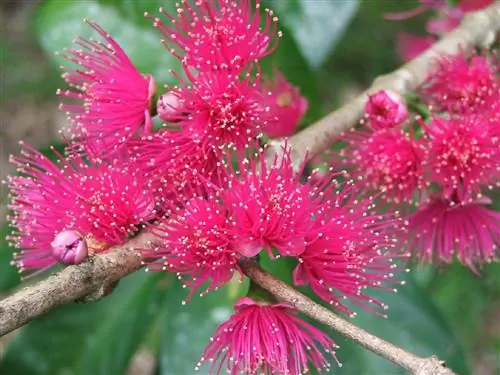 Цветки сизигиума маласценского