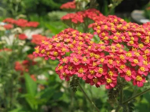 Цветы растения Achillea millefolium