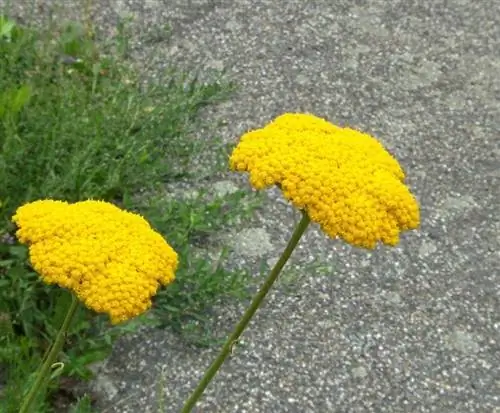 Цветы растения Achillea ''Moonshine''