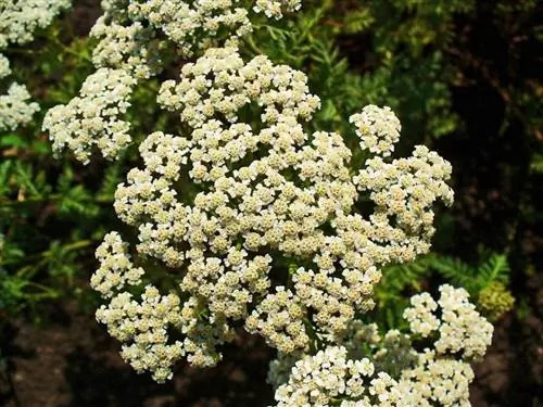 Цветы растения Achillea nobilis
