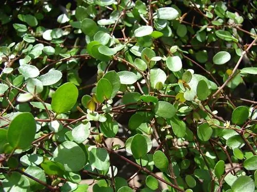 Muehlenbeckia complexa, почвопокровное растение