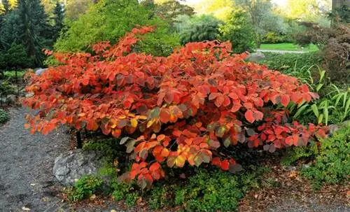 Растение гамамелиса осенью