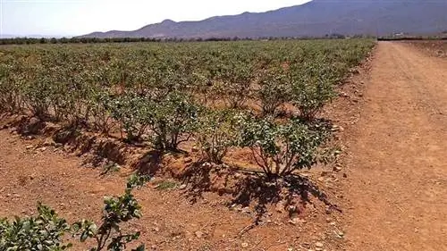 Выращивание голубики в поле