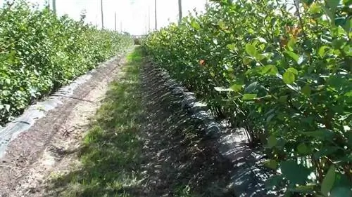 Улица консервационного хозяйства для черники