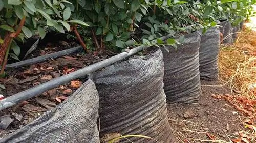 клюквенный квилтинг