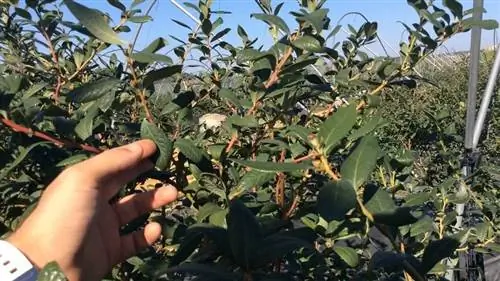 черничная плантация