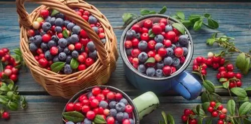 красная и синяя клюква