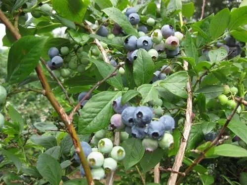 Черника (Vaccinium myrtillus)