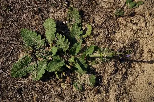 мудрец на дорогах