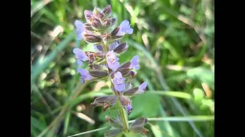 уход за шалфеем