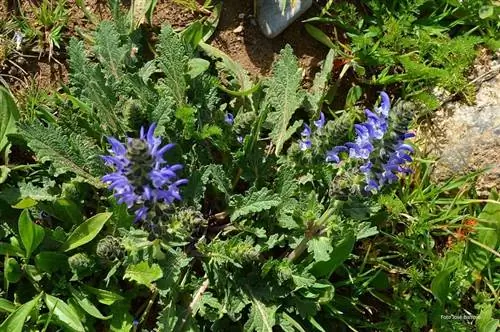 Выращивание шалфея вербенака