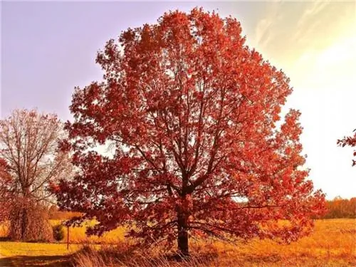 Дуб американский (Quercus rubra)