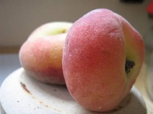 Вид на плоды Prunus persica var. Платикарпа