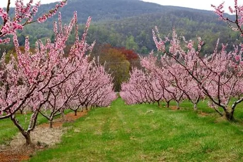 Вид на образцы Prunus persica в цветке