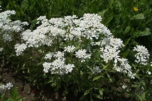 Цветы ибериса амара