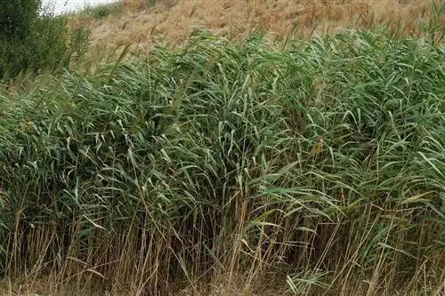Phragmites australis растет на сельской дороге