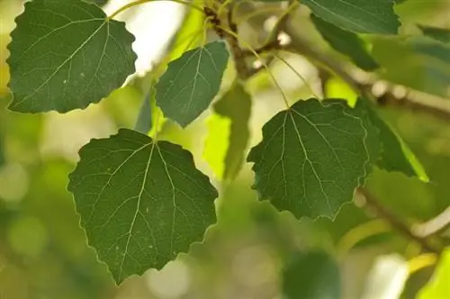 Вид на листья Populus tremula