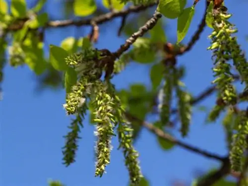 Соцветие вида Populus balsamifera
