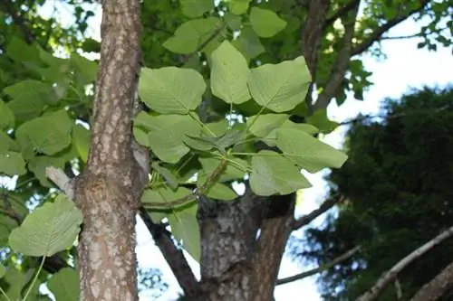 Вид на ствол и листья Populus wilsonii