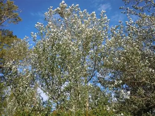 Взрослый экземпляр вида Populus alba