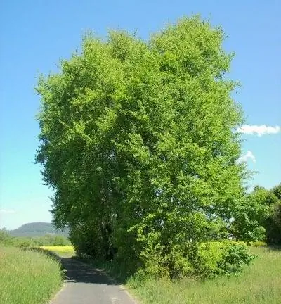 Образец Populus tremula