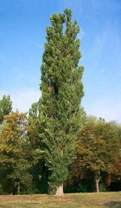 Взрослый экземпляр Populus nigra