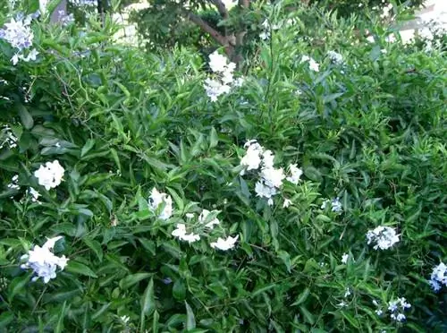 Solanum jasminoides в саду