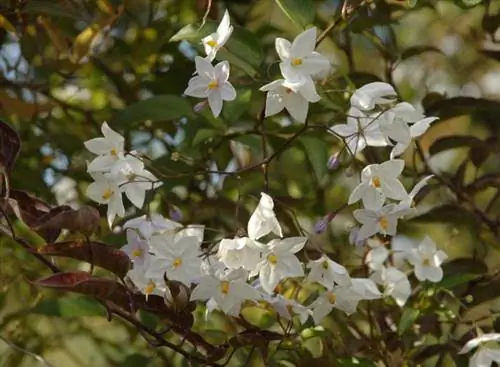 Белые цветы Solanum jasminoides